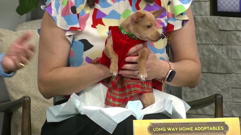 A 12-week-old Chihuahua is available for adoption through Long Way Home Adoptables.