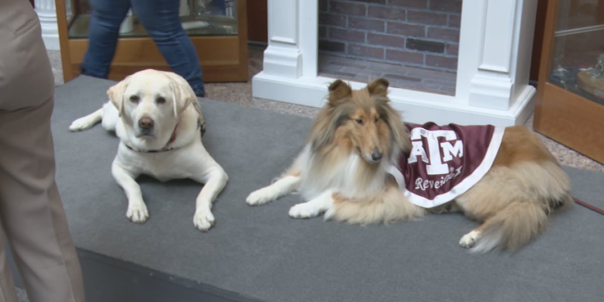 George Busch Labrador President George H.W. Bush’s 100th birthday celebrated with cake and ...
