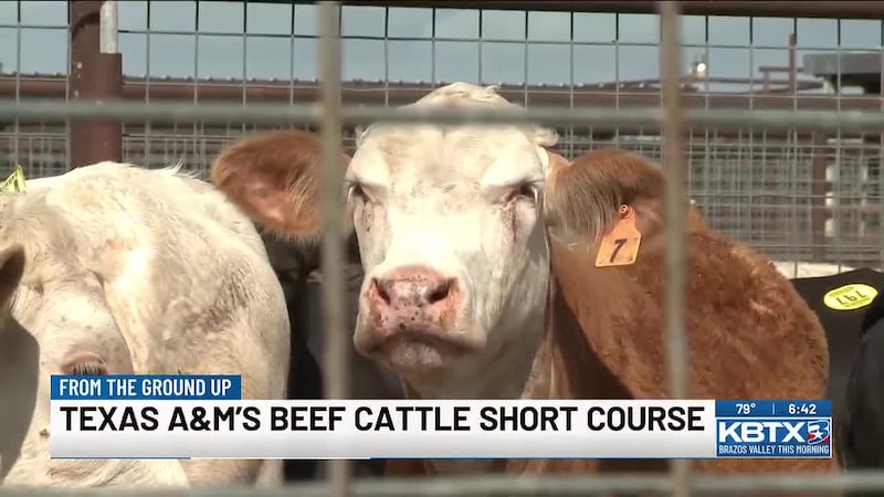 From the Ground Up: Texas A&M’s Beef Cattle Short Course