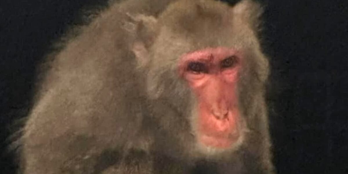 Missing monkey wasn’t captured alive, officials say