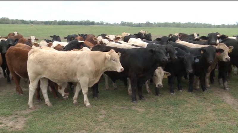 Regrow Ranchers From the Ground Up: Ranchers: When Do I Sell?