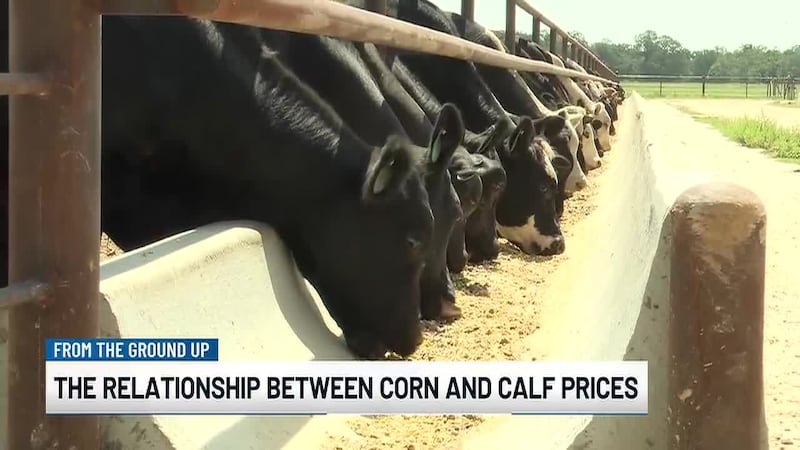 From the Ground Up: The relationship between corn prices and calf prices