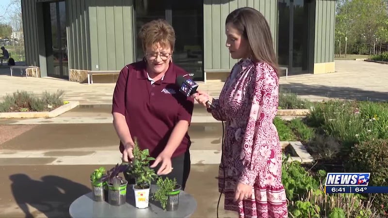 Weekend Gardener: Herbs