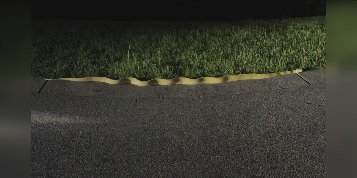 Python Programming Features 10-foot python found slithering around neighborhood sidewalk