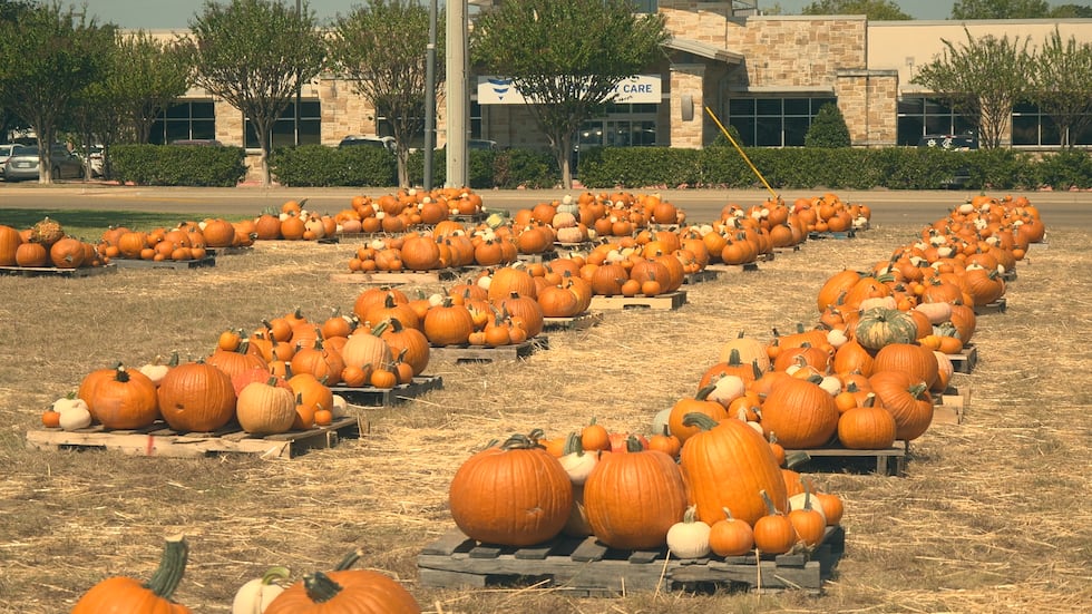 There are hundreds of pumpkins to choose from at both pumpkin patch locations in Bryan-College...