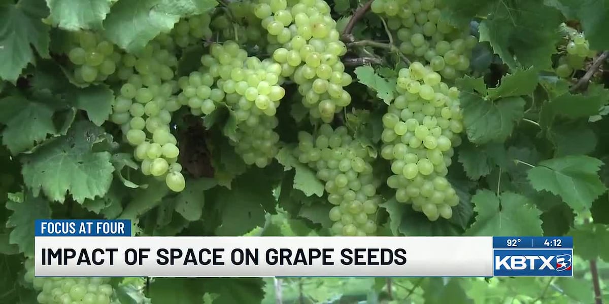 Texas A&M researchers plan to study space's effects on grape seeds