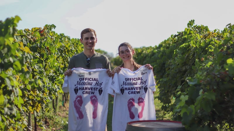 🍇 Harvest season is here at Messina Hof! From grape stomping to moonlit dinners, the Bryan...