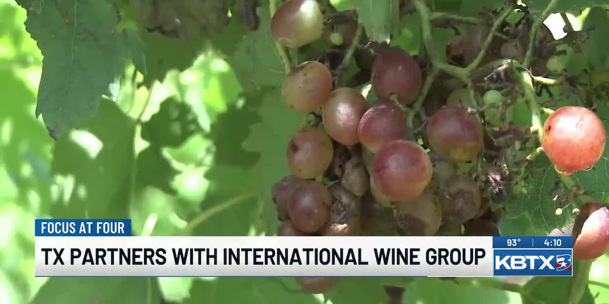 Texas A&M researchers join global wine science initiative