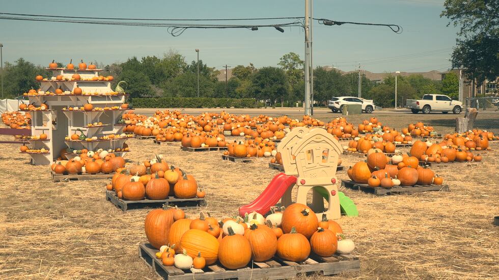BCS Habitat for Humanity's pumpkin patch off East 29th Street in Bryan.