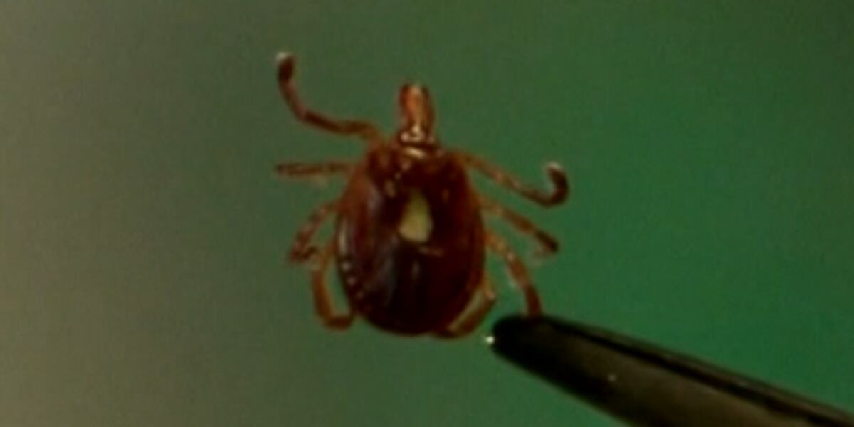 Ticks Digging In Ticks are a growing problem. Here’s how to avoid them