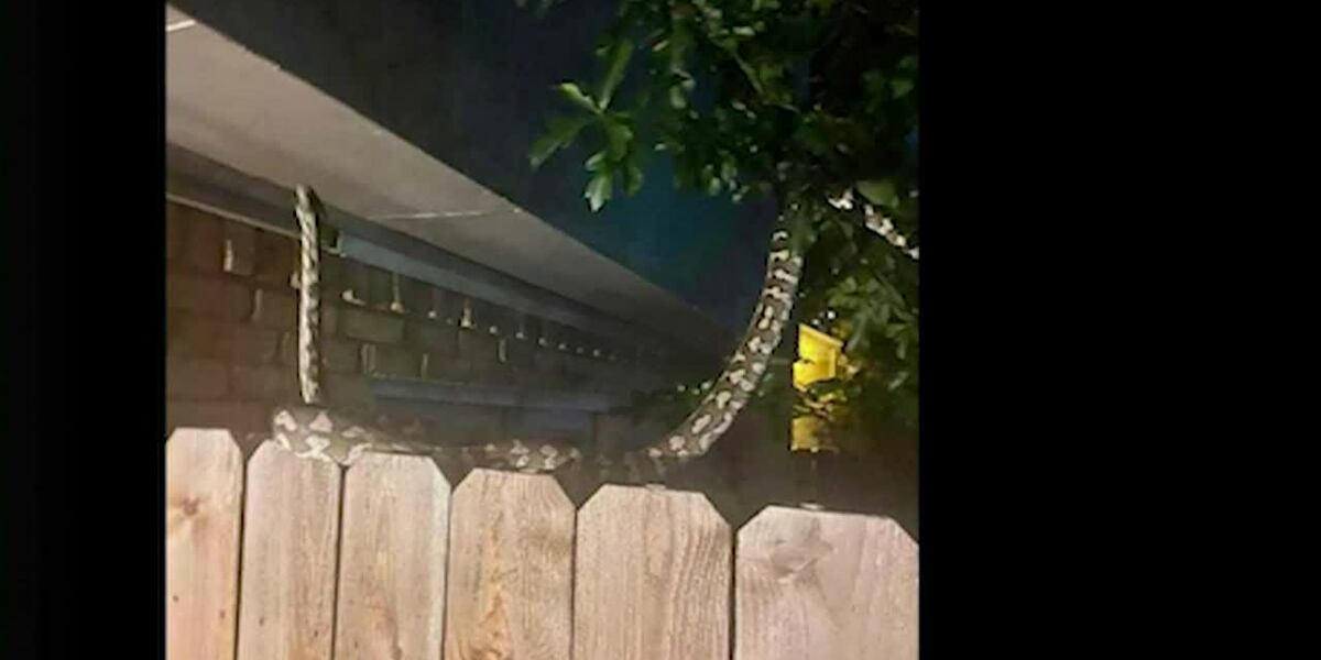 Escaped python puts community on edge