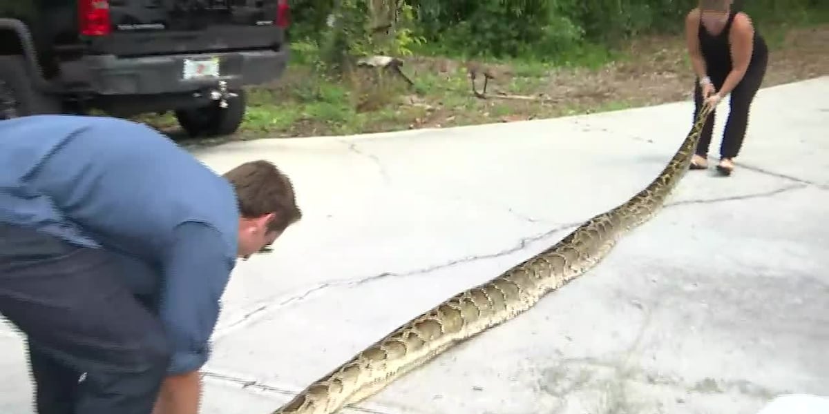 ‘It was trying to wrap me up’: Longest python caught in Florida is a 19 ...