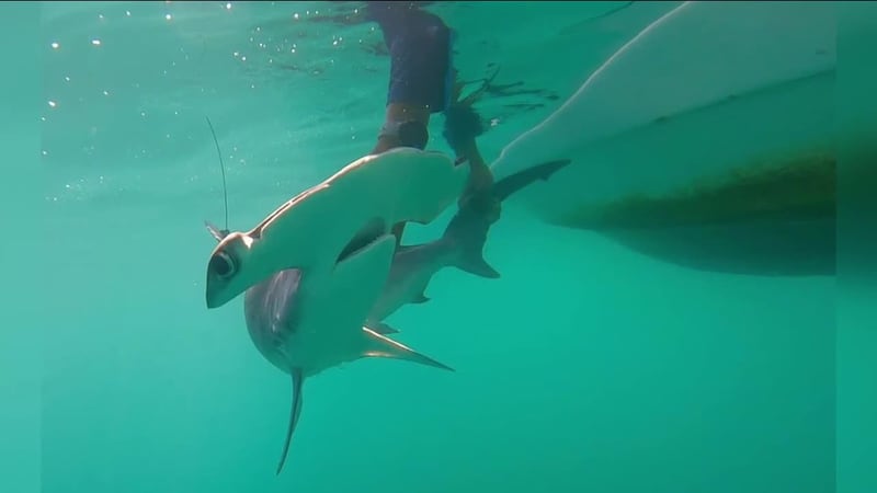 Texas A&M team at center of first smooth hammerhead shark sighting in Galapagos in over 20 years
