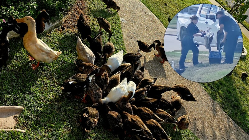 Two geese removed from Creek Meadows in College Station on Oct. 20 after an aggression...