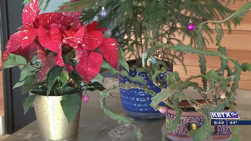 Weekend Garden: Seasonal plants