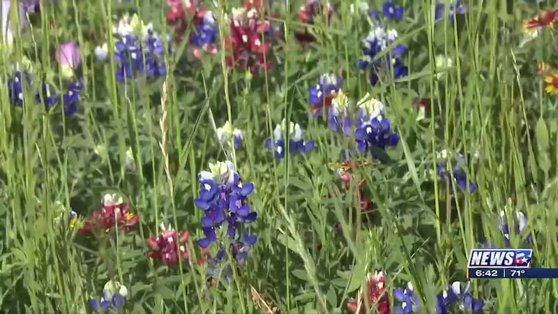 Weekend Gardener: Bluebonnets and other wildflowers