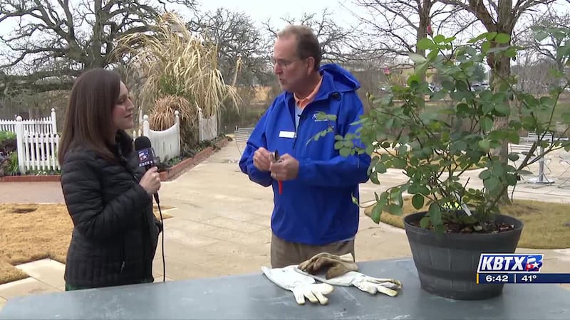 Weekend Gardener: Time to prune some of your rose plants