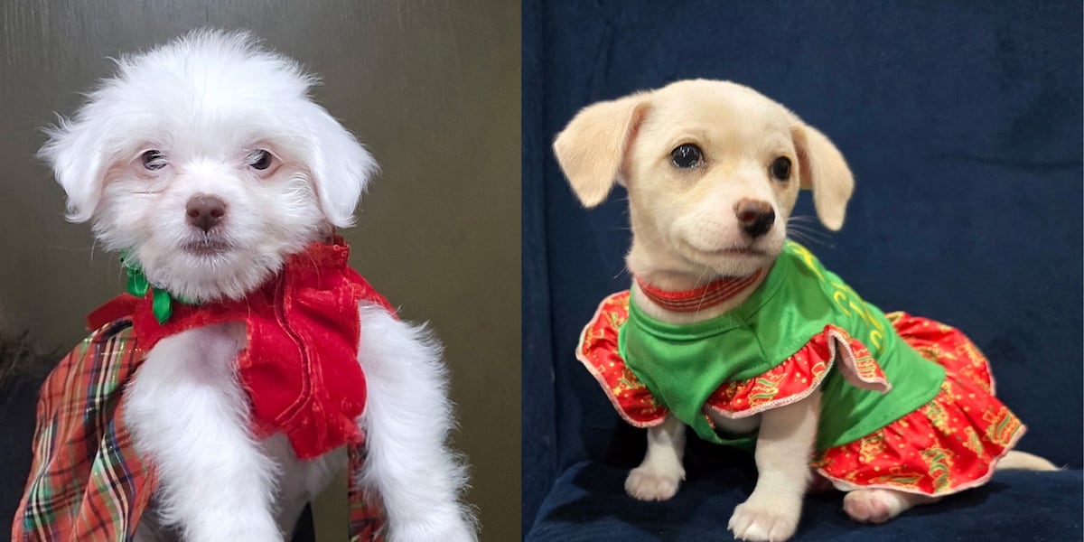 Pet of the week: Meet Rose and Sophie