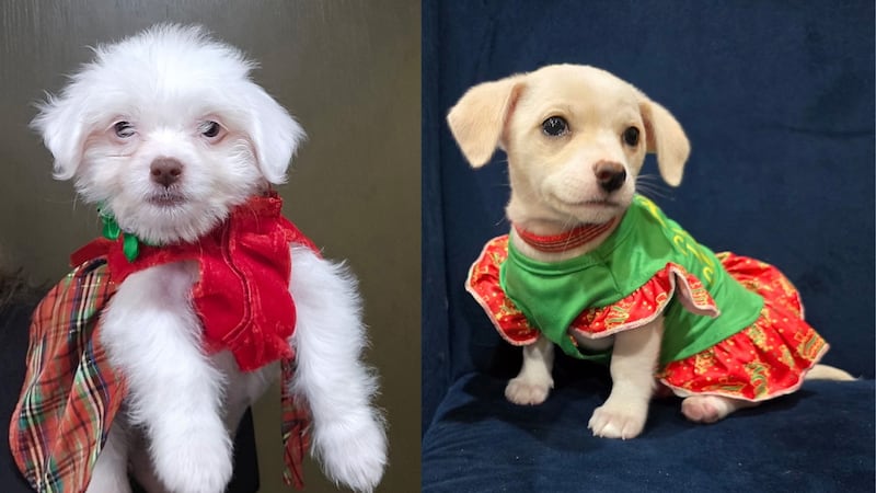 Long Way Home Adoptables has two puppies available for adoption this week: Rose and Sophia,...