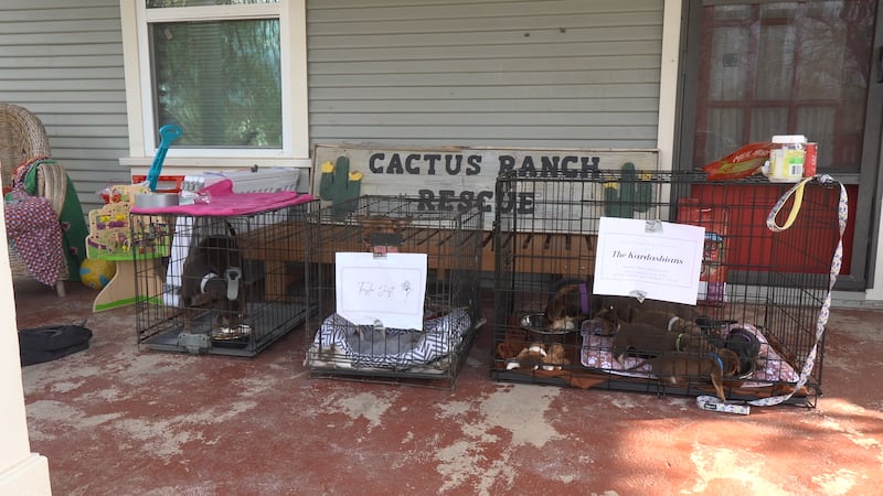 The dogs' names are inspired by celebrities and they are hoping to find their forever home.