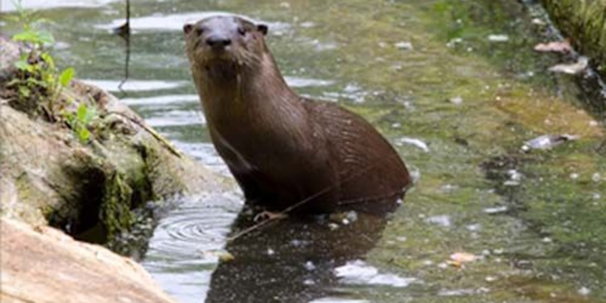 Overpredation From the Ground Up: Private lakes, ponds see over-predation from river ...