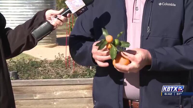 Weekend Gardener: Citrus options to grow in the Brazos Valley