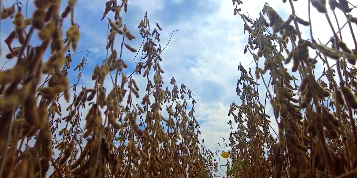 U.S. trade deal with China brings hope to Texas farmers