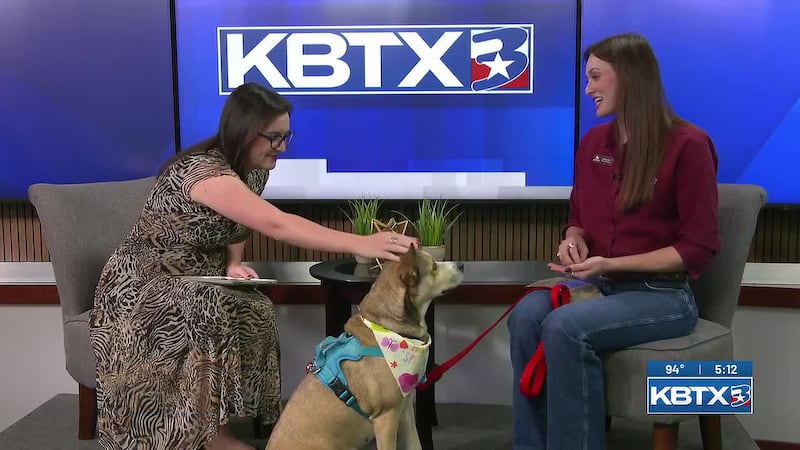Aggieland Humane Society Pet of the Week: Opal
