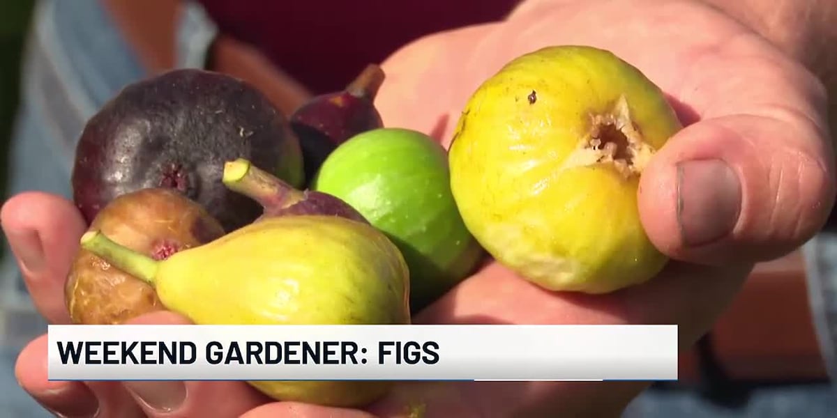 Happy Week Figs Weekend Gardener: Figs