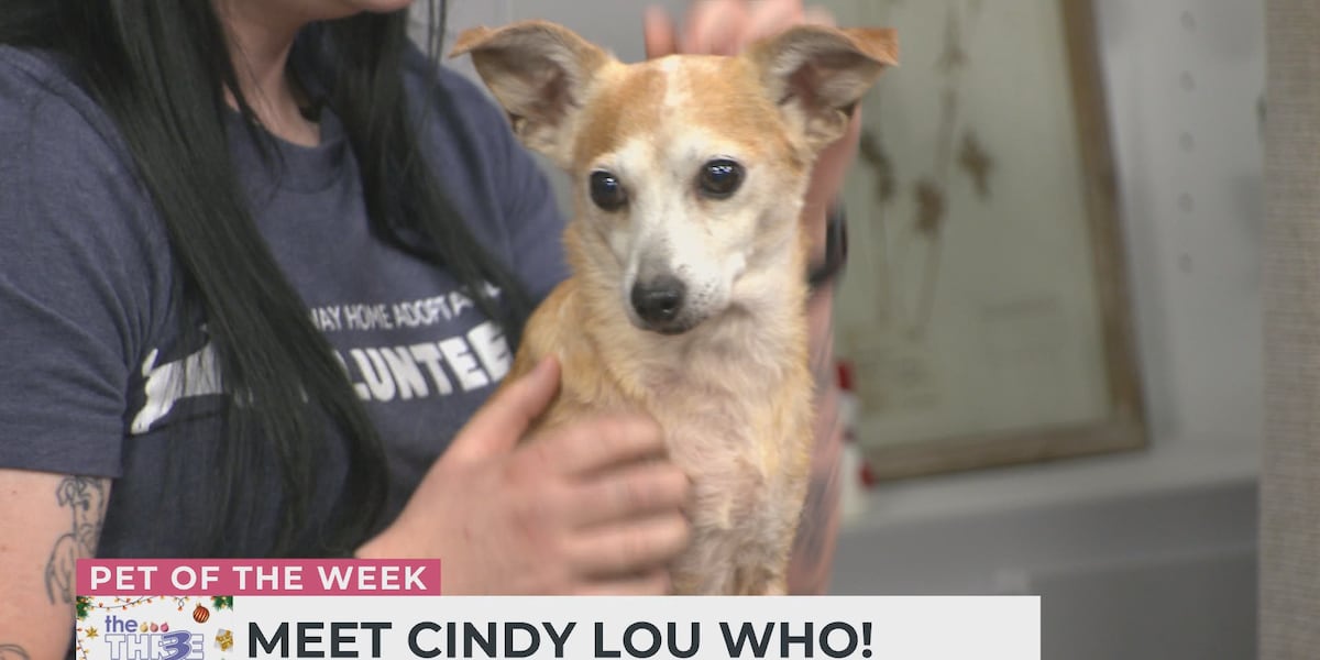 Pet of the Week: Meet Cindy Lou Who!