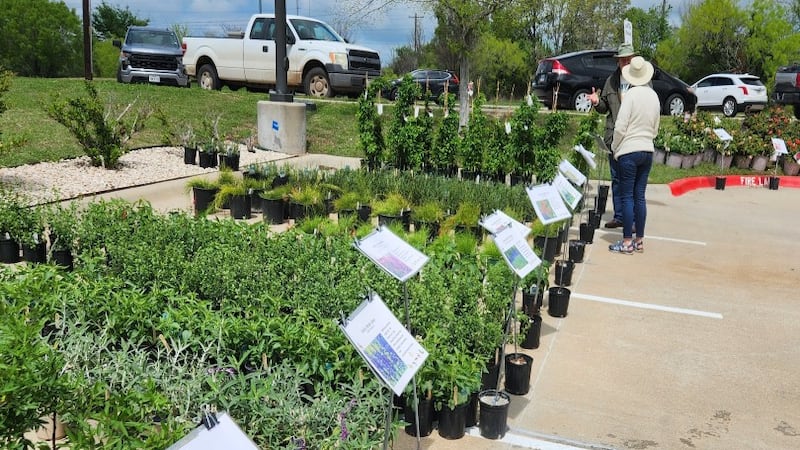 The Brazos County Master Gardeners annual plant sale is March 22, 2025.