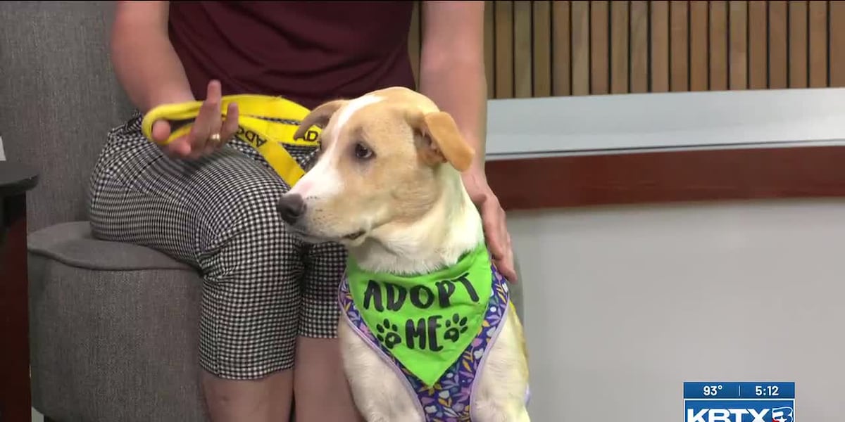 Aggieland Humane Society's Pet of the Week: Daisy