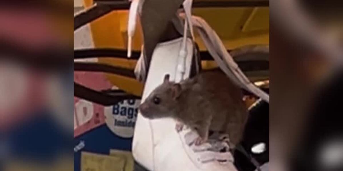 Home’s hoarding situation leads to a rat infestation in the ...