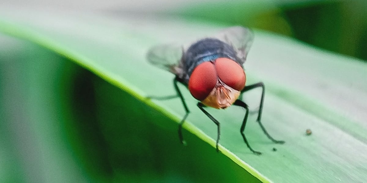 Texas and USDA Launch Tech-Driven Offensive Against New World Screwworm Threat