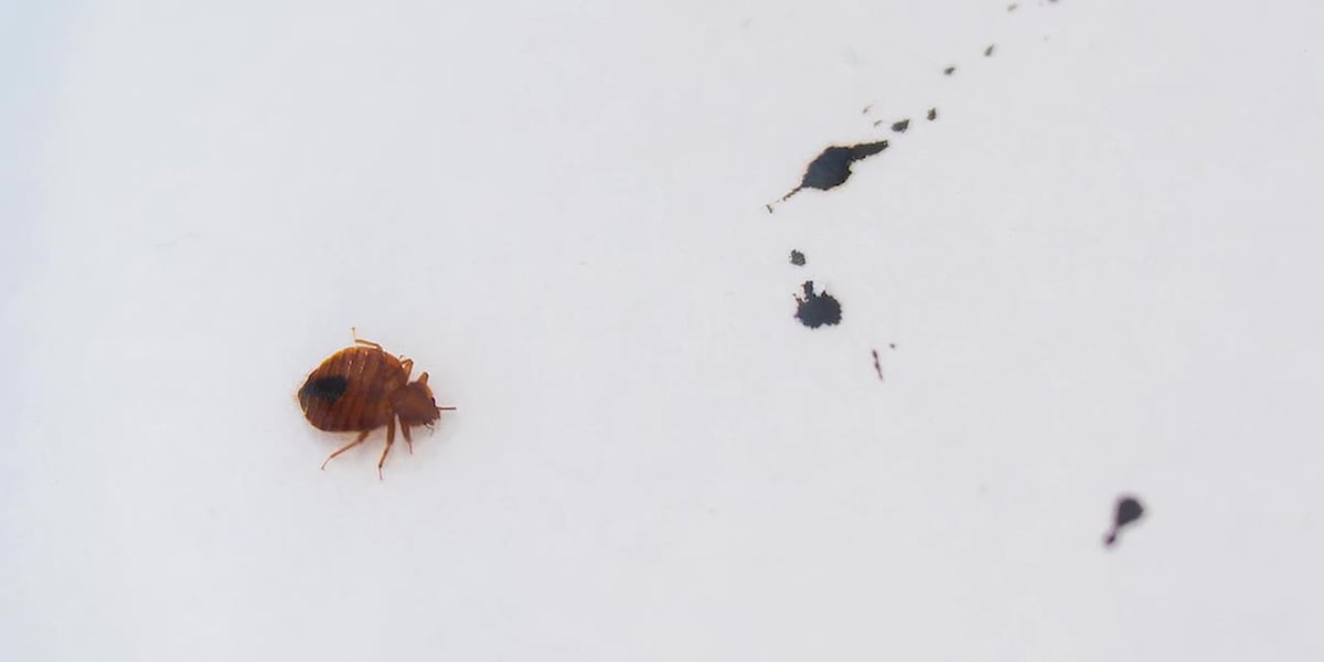 Bed bug tips: Don't let them ruin your vacation