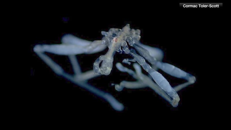 University of British Columbia researchers identified two new sea spider species during scuba...