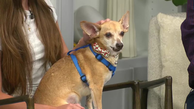 Pet of the Week: Meet Wylie!